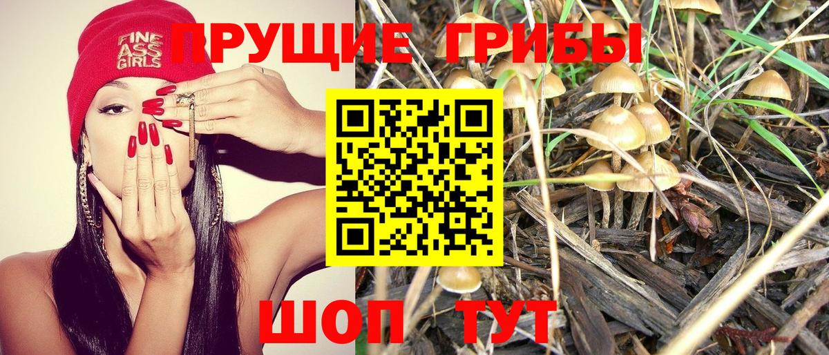 Псилоцибиновые грибы мицелий Михайловка